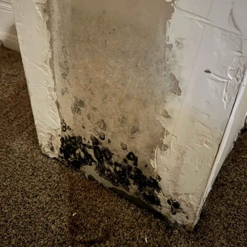 Professional Mold Removal in Louisa, VA